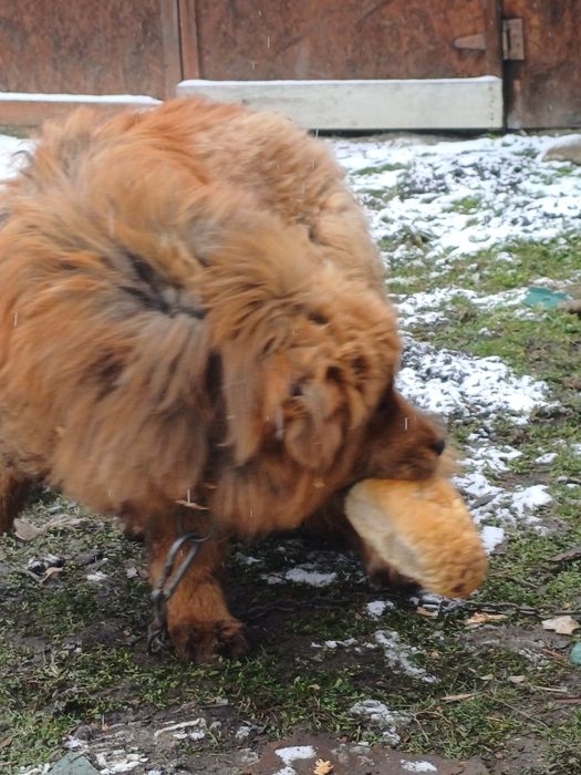 Vând femela de mastiff tibetan