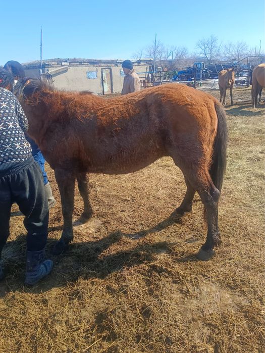 Донен салылады.