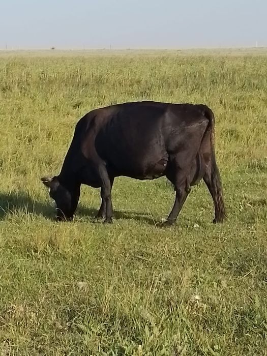 Продам баранов, 2 коров, бычка