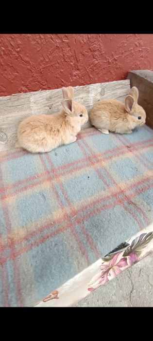 Iepuri puișorii Uriaș gri german și uriaș Transilvania