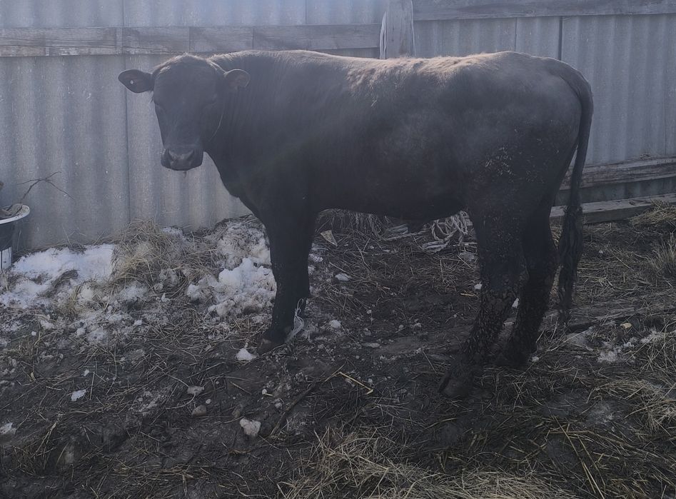 Продам бык Ангус