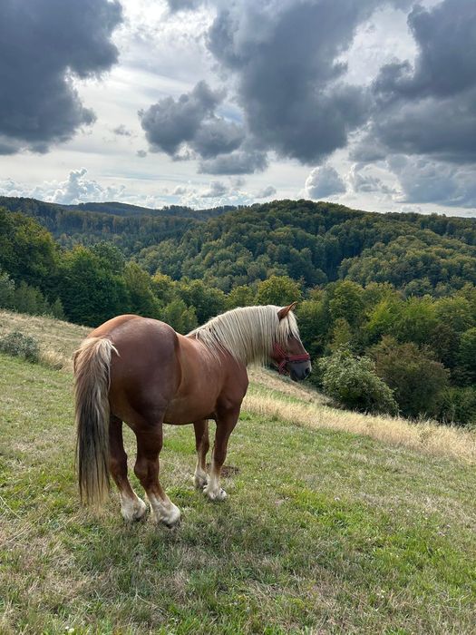 Vând harmasar de 7 ani