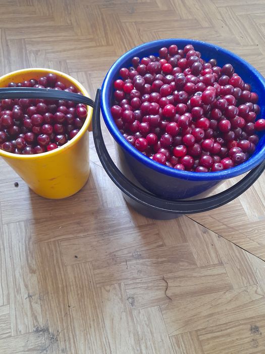 Смородина, яблоки, вишня.
