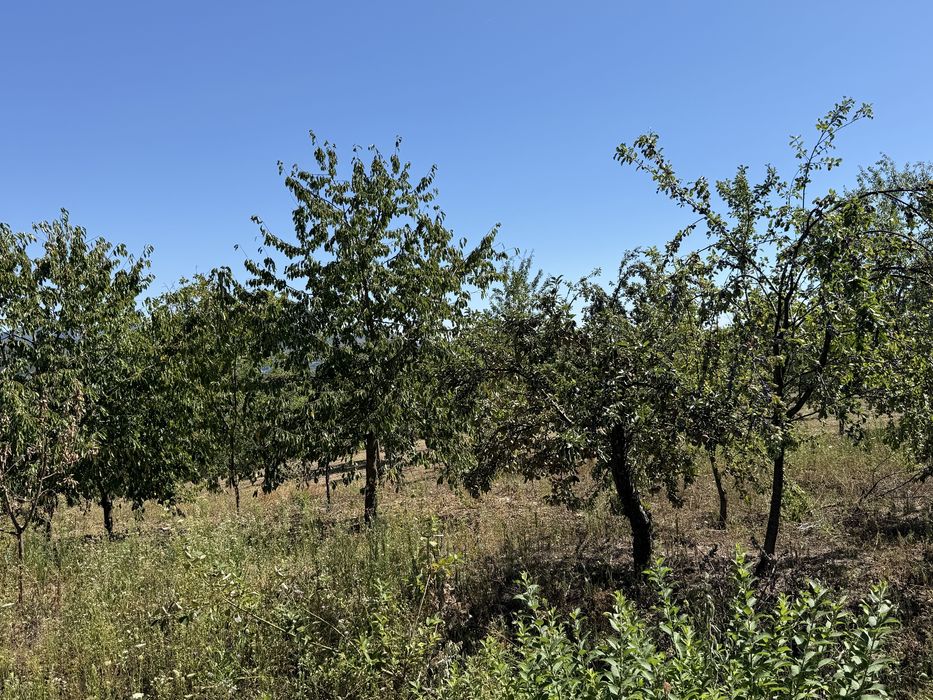 Vând Livadă cu pomi/Teren intravilan în satul Neagra, județul Arad