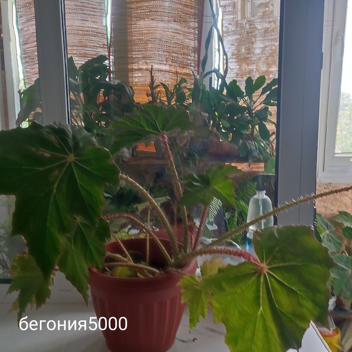 Цветы комнатные продам