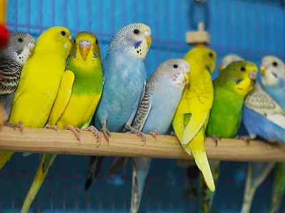 Волнистые попугайчики