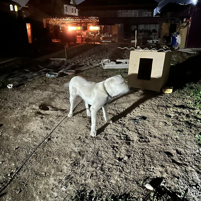 Алабай девочка 4,5 года