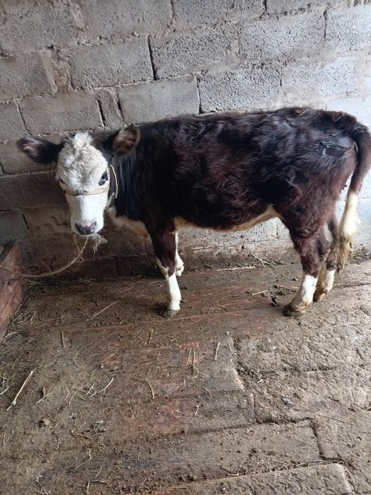 Ургашы 7-8 айлык тана сатылады