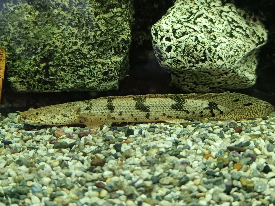 Продаю аквариум 200л