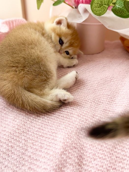 Британские котята