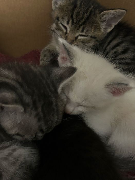 Котята в добрые руки!