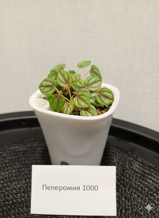 Продам комнатные растения