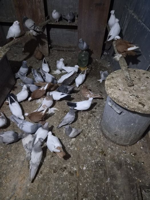 Продам голубей быкинци молоканы,  пара армавиров.