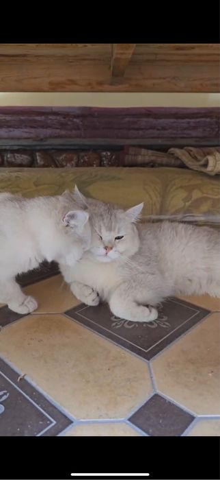 Вязка шиншила читое парода