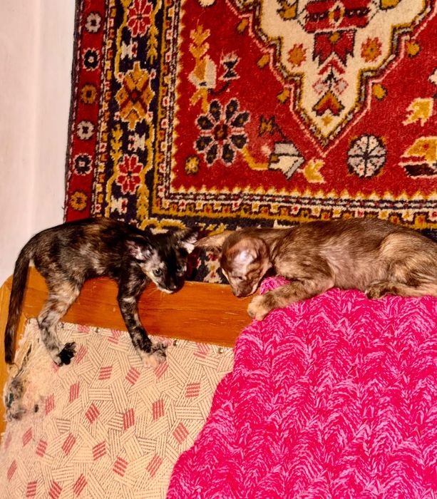 Ориентальные котята