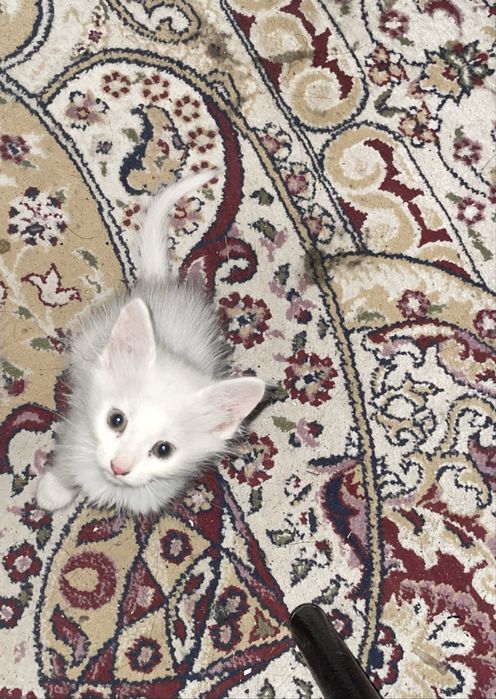 Котенок маленики мальчик