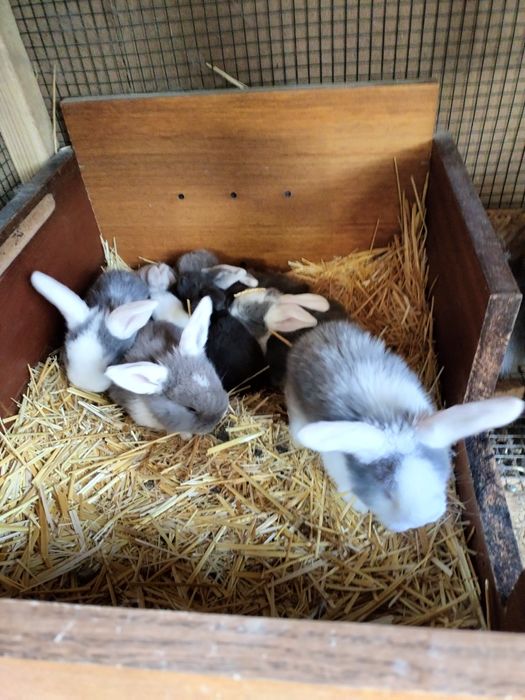 Продам кроликов .