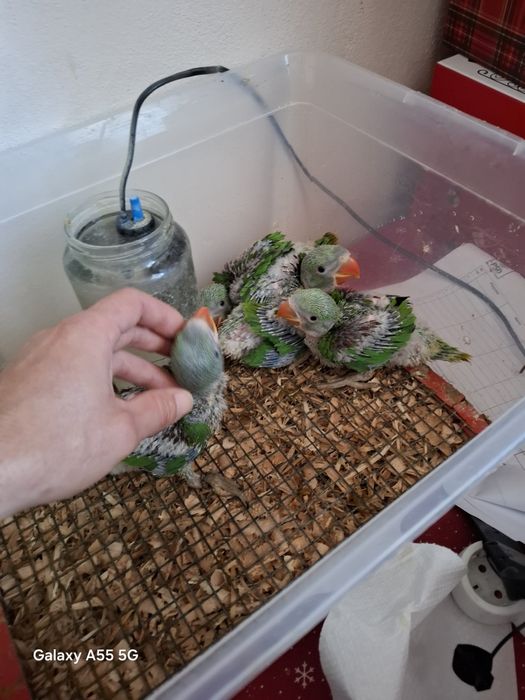 Pui papagali marele alexandru blanzi crescuți la seringa