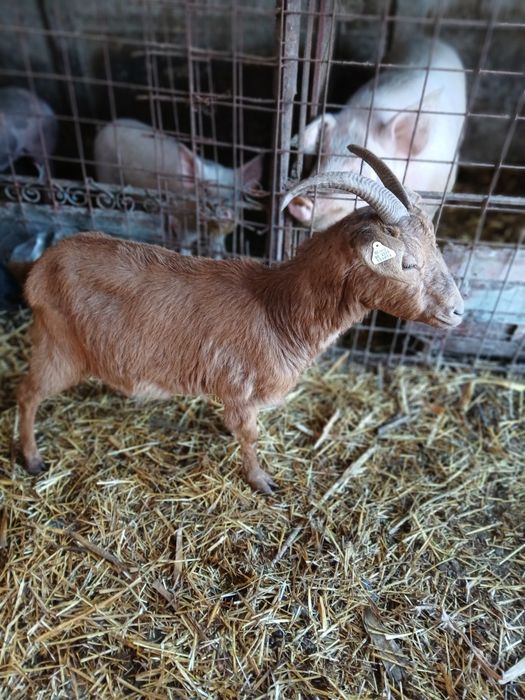 Schimb cu oi sau noatine