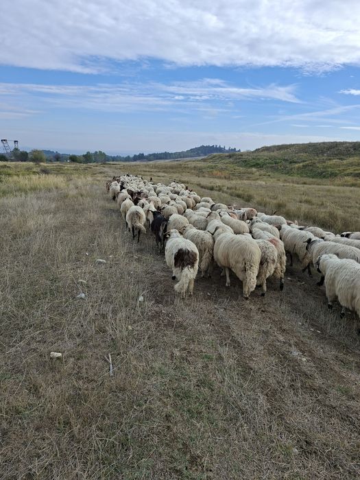 Oi, miei si capre de vanzare