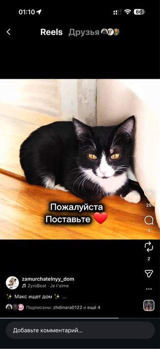 Котик МАКС ищет семью.6 месяцев