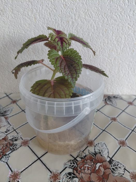 Колеус черенок с корнями