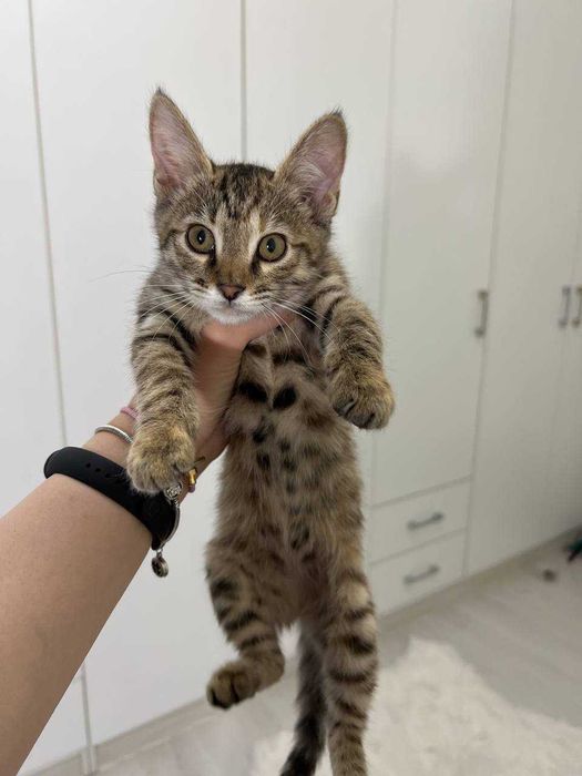 Бенгальский котенок