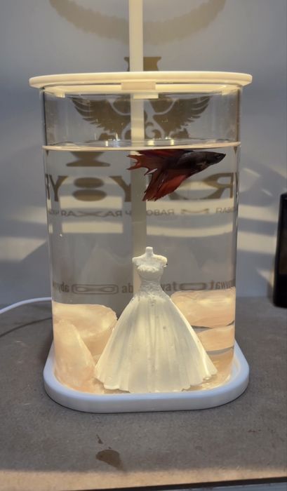 Аквариум + рыб + корм+ декор+ломпа