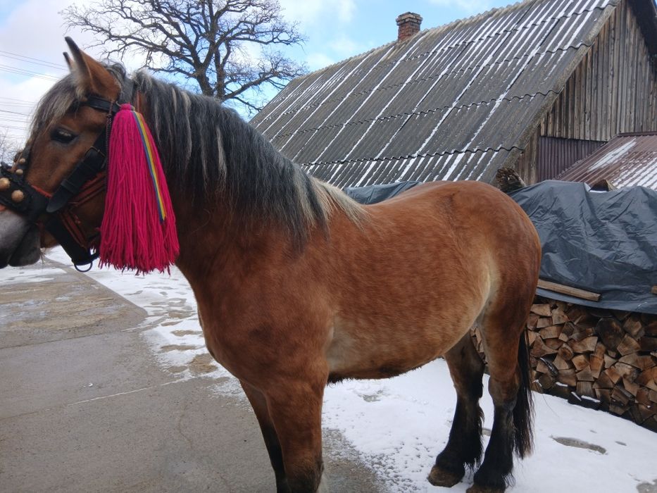 Mânz 2 ani de vânzare