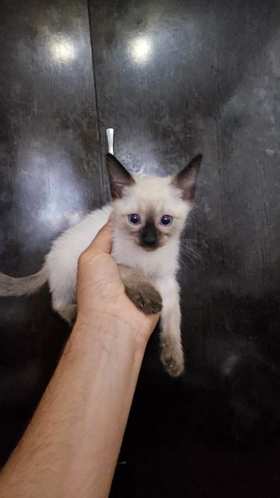 Siam zoti 3 oylik mushukchalar – mehribon va noyob xarakterga ega!