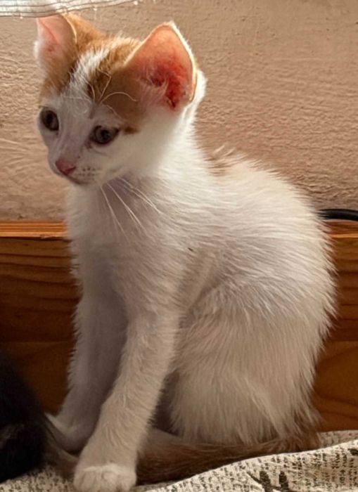 Котенца за осиновяване