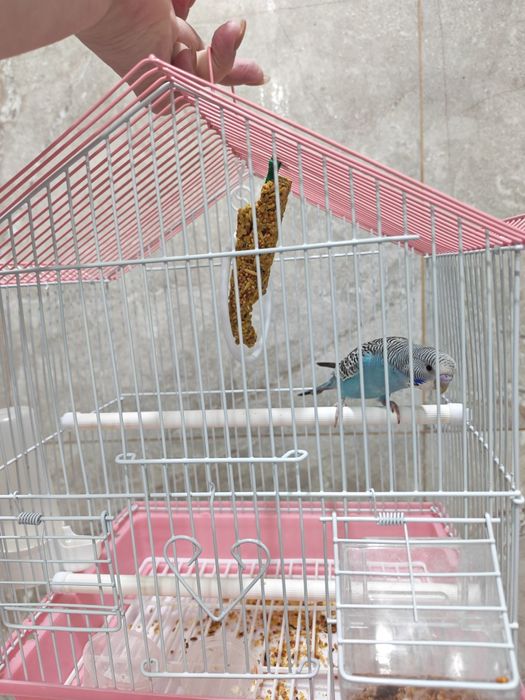 Попугай сатылады 1 шт