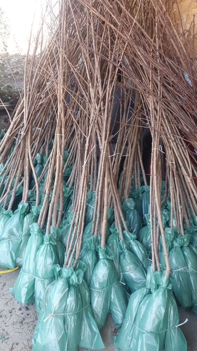 Pomi si vita de vie ambalată