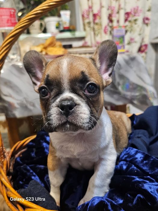 Продам щенка французский бульдог