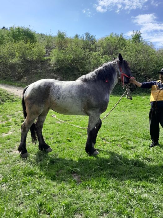 Vând mânza de 3 ani