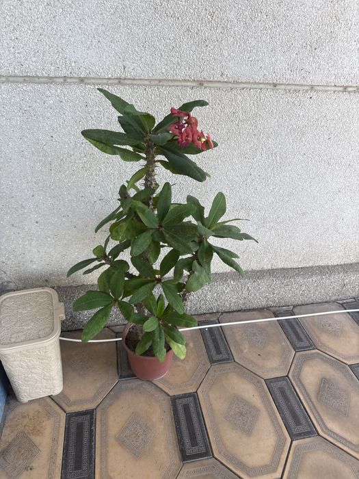 Цветы в домашних условиях