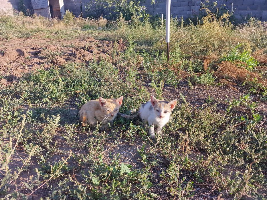 Котята 2 месяца. Бесплатно