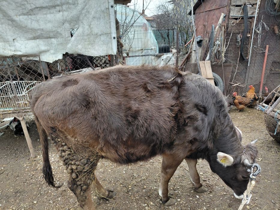 Vitea de 1 an de vanzare