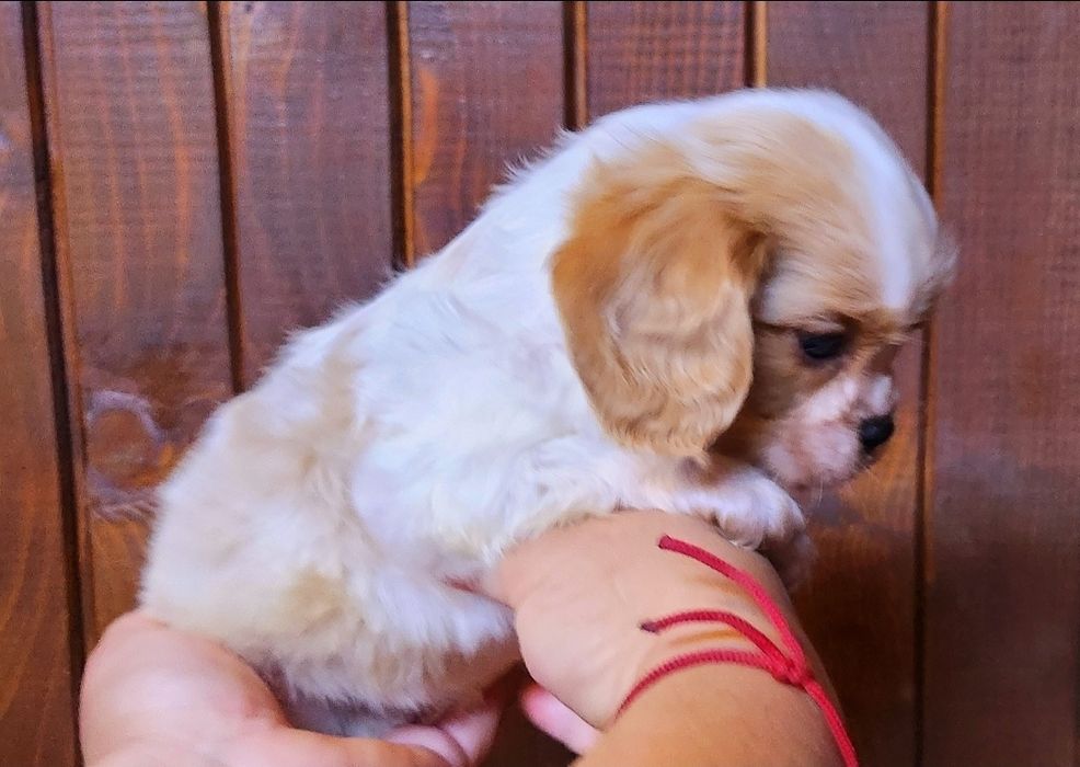 Кавалер кинг чарлз шпаньол мъжки и женски