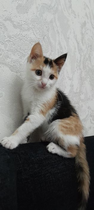 Мушукча хадяга берилади