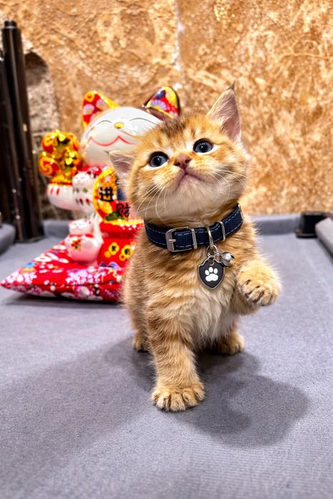 Продается крутой пацанчик красвчек