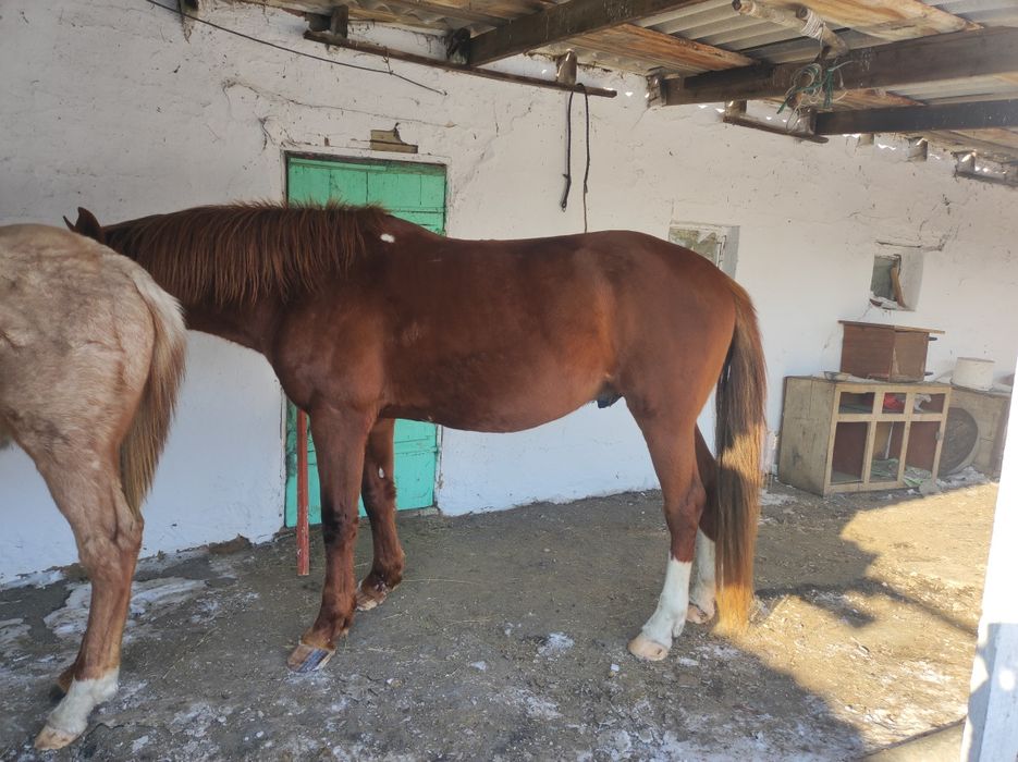 Айгыр сатамын жасы 7