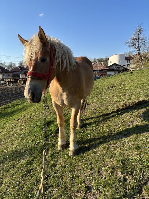 Vand o manza din doua