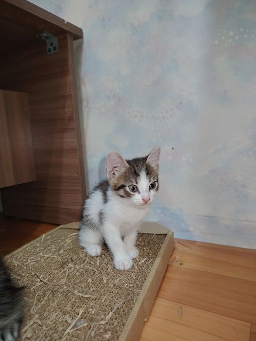 Отдам даром котят