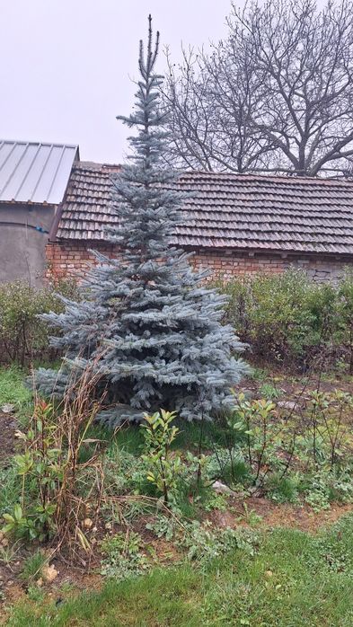 Иглолистни видове