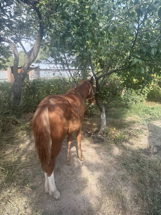 Срочна тай сатылады 1 жасар