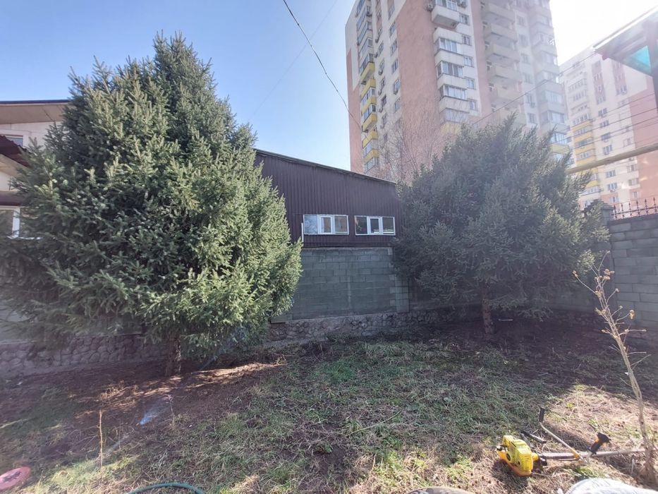 Продам ёлки (20-25 лет). 1 ёлка - 100 тысяч.