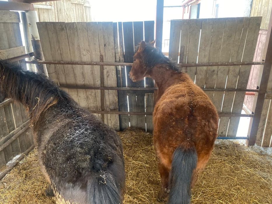 Продам согым с откорма.