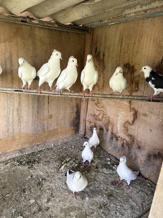 Продам голубей бакинцы