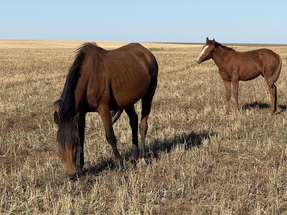 Продам 4 кобылы с жеребятоми и 1 жеребец